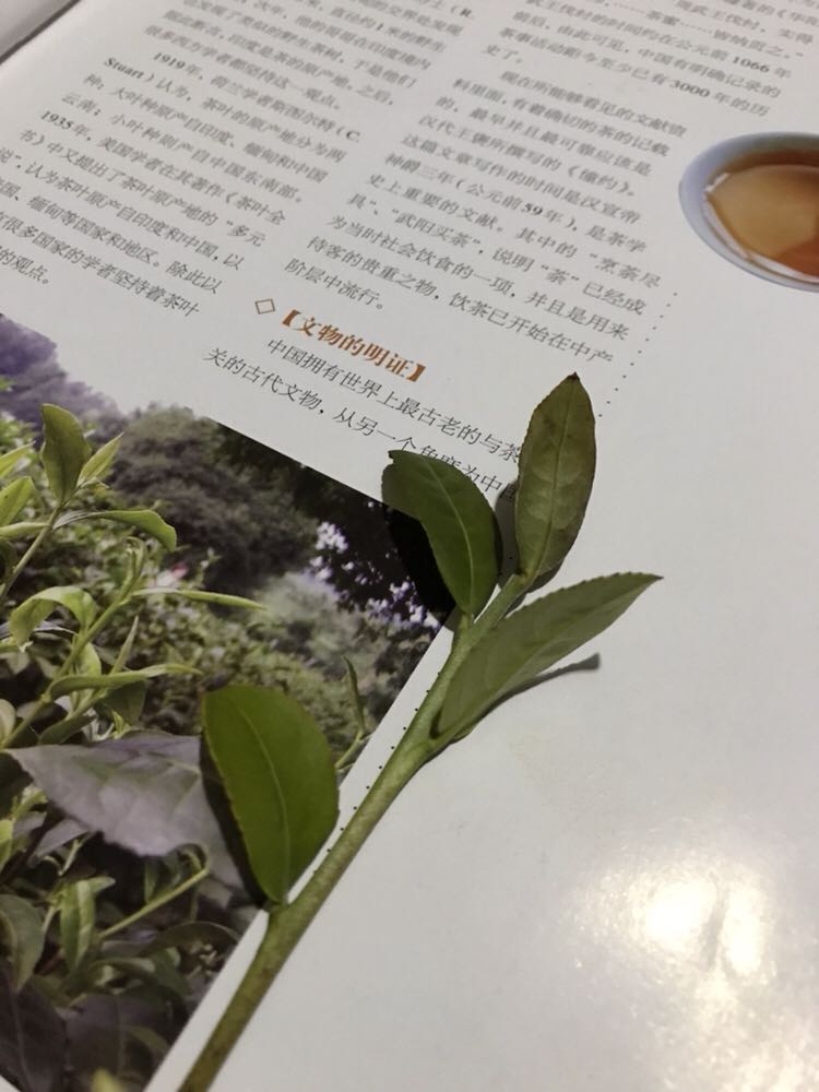 推荐给女生看的一本书,中国茶文化,茶文化