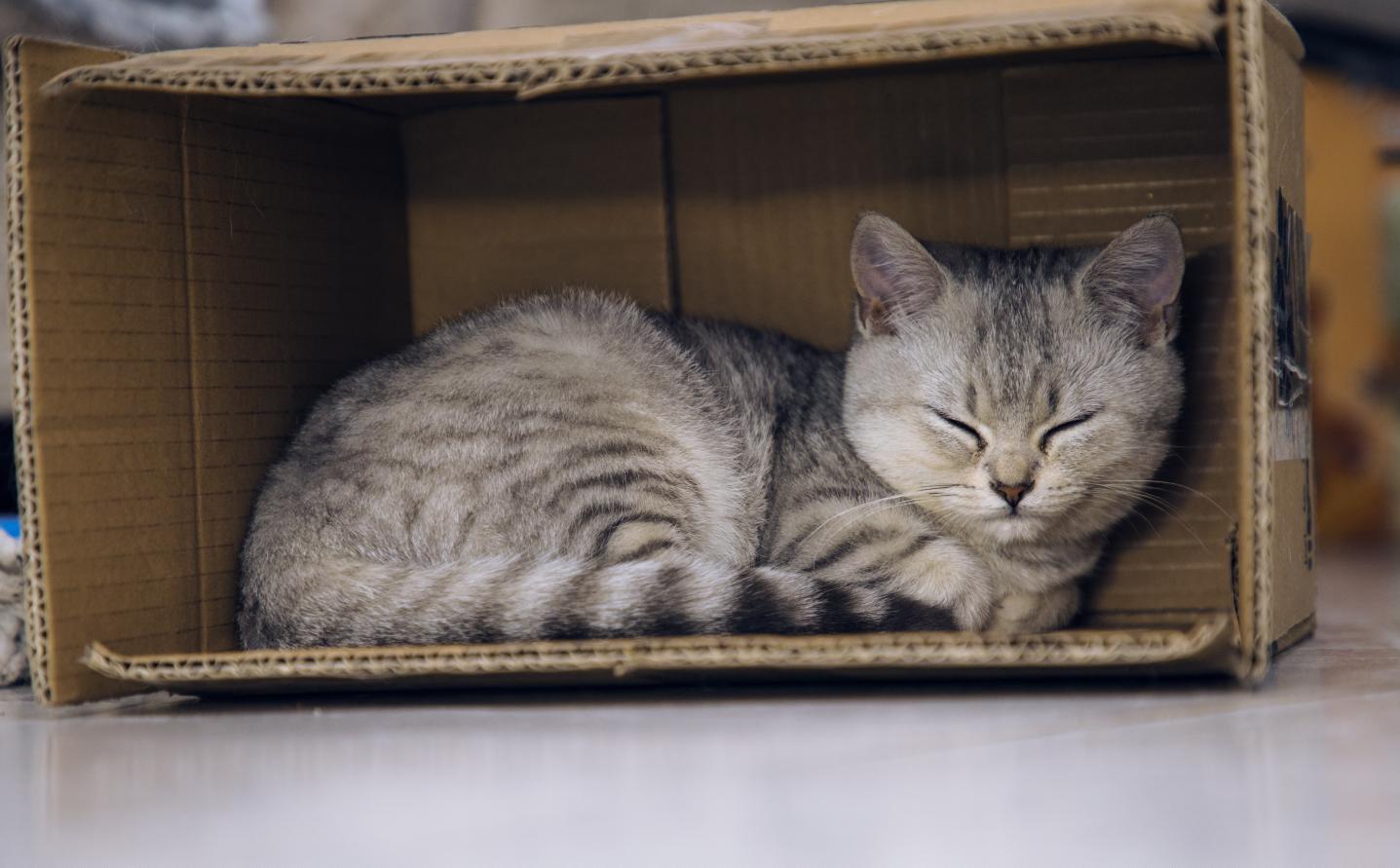 盒子放久了会长出猫,长猫的盒子,纸盒里会长出猫,猫和盒子