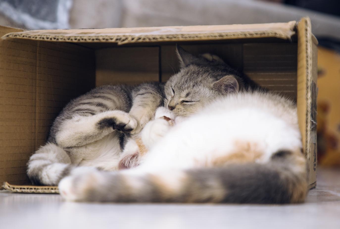 盒子放久了会长出猫,长猫的盒子,纸盒里会长出猫,猫和盒子