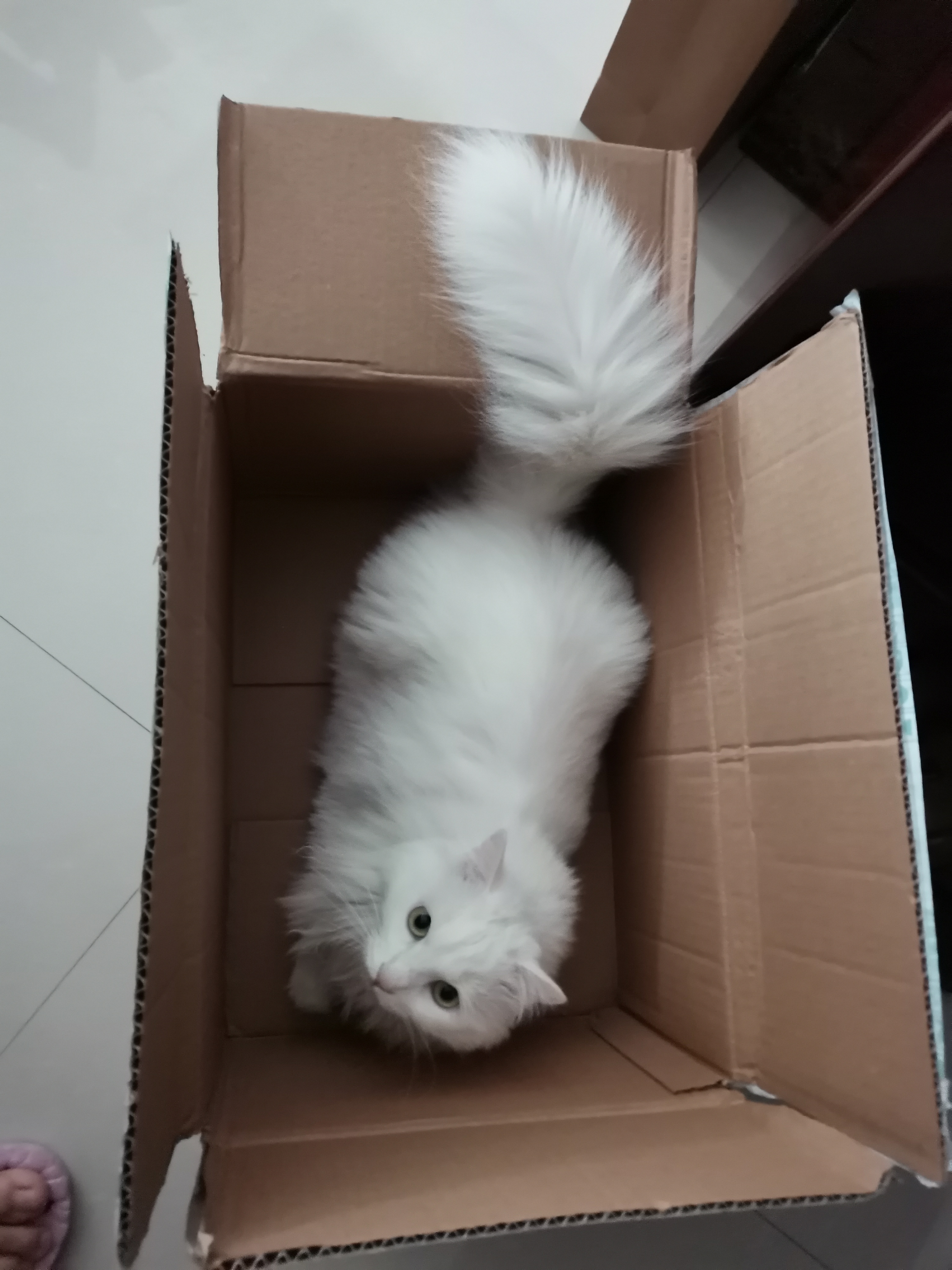 纸箱放久了会长出猫,箱子里会长出猫来,盒子放久了会长出猫,纸盒里会长出猫,猫