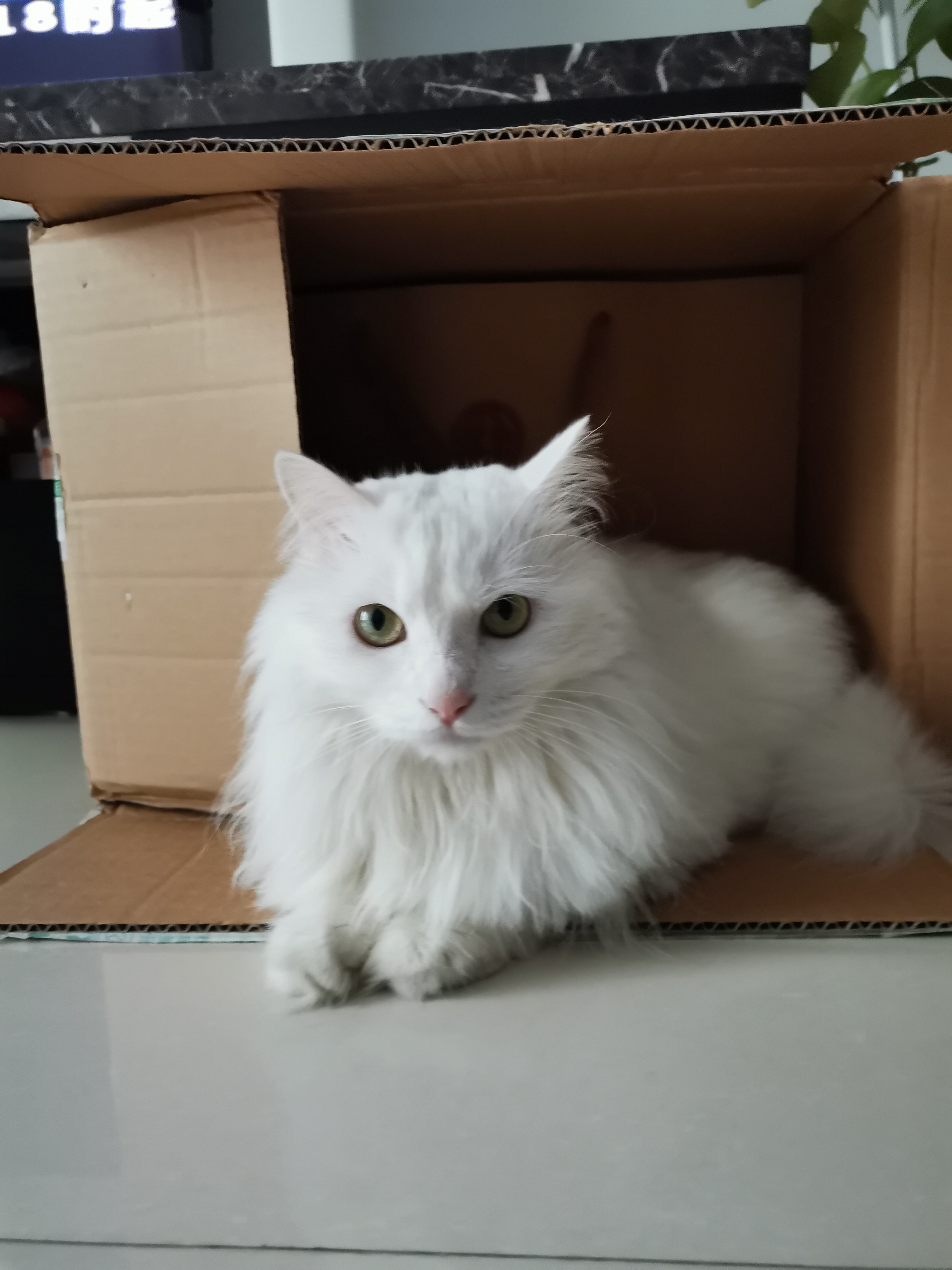 纸箱放久了会长出猫,箱子里会长出猫来,盒子放久了会长出猫,纸盒里会长出猫,猫