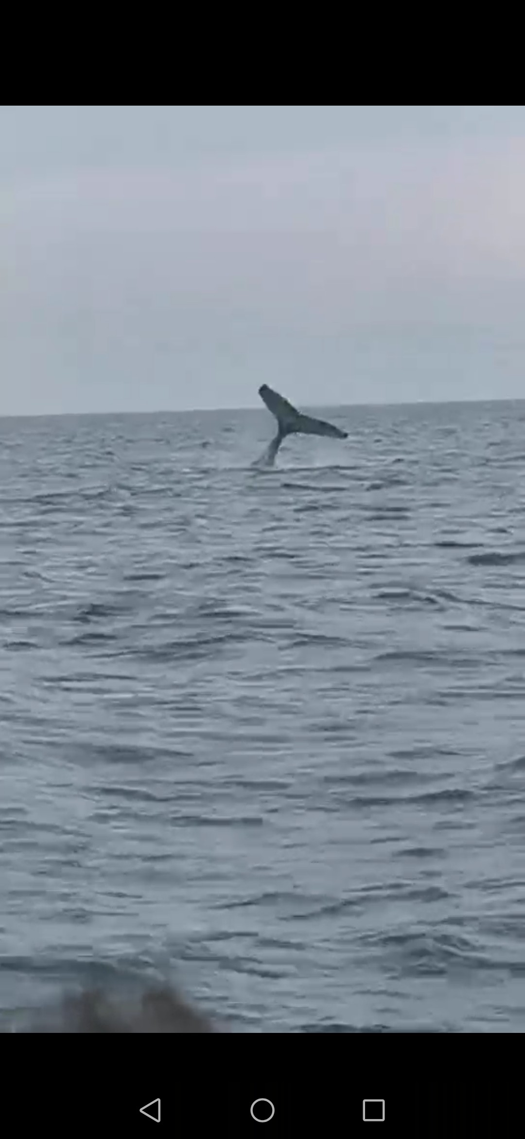 珍珠岛,座头鲸,太平洋