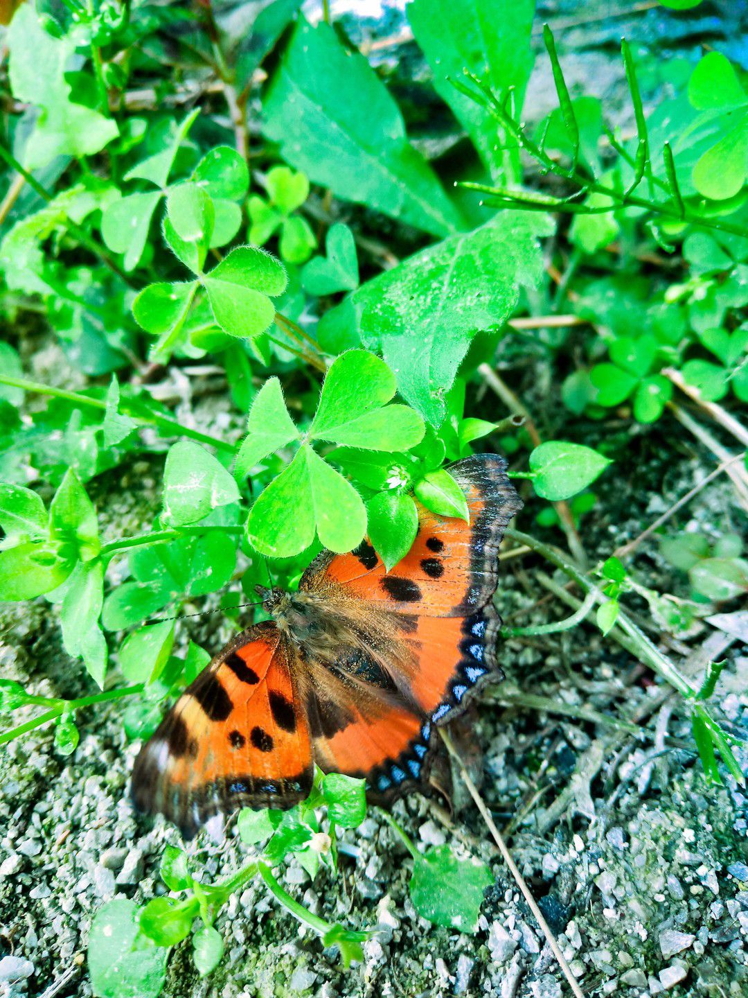 美丽的蝴蝶🦋,自由飞翔