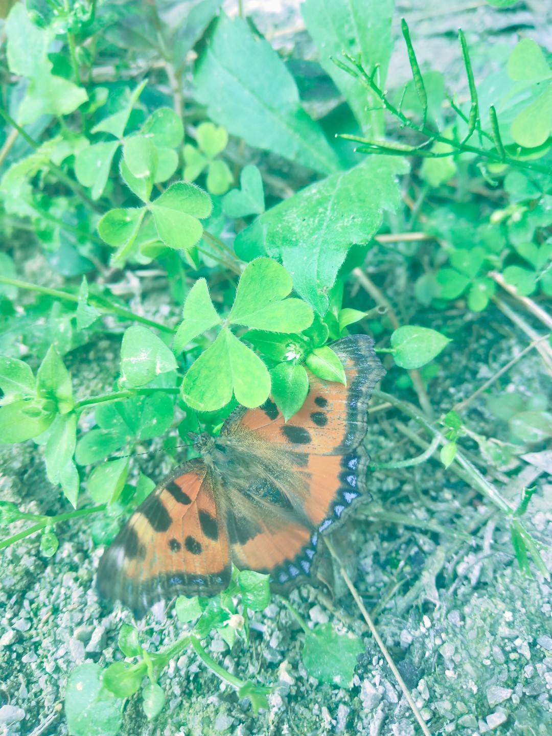 美丽的蝴蝶🦋,自由飞翔